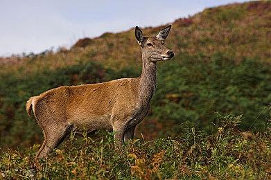 《鬼灭之刃：火之神血风谭》发售后PS5＆XSX＆PC更新60帧